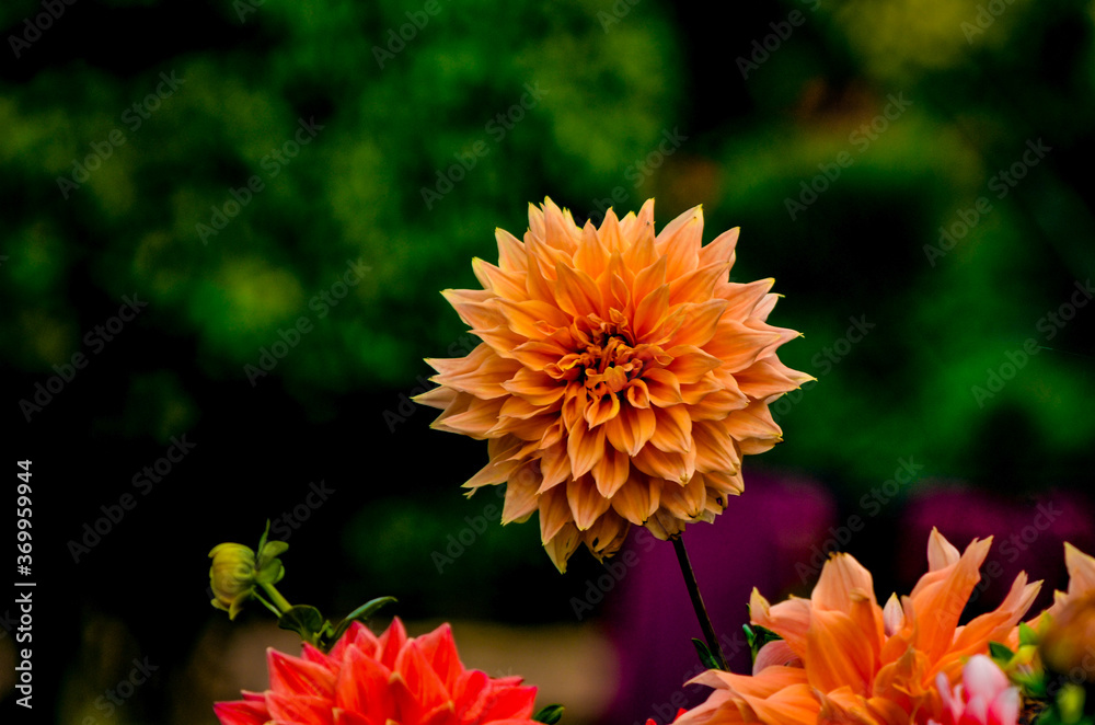 Orange flower in the garden