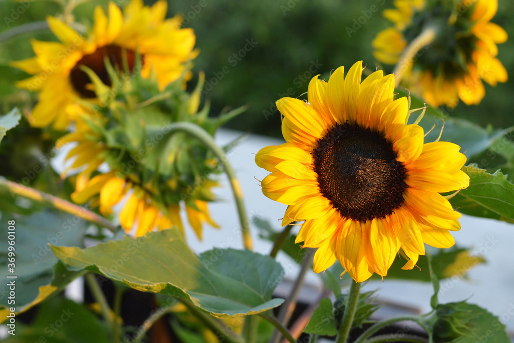 Obraz premium Blooming sunflowers in the summer garden