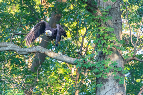 Bald eagle jumping off tree branch in forest to take flight