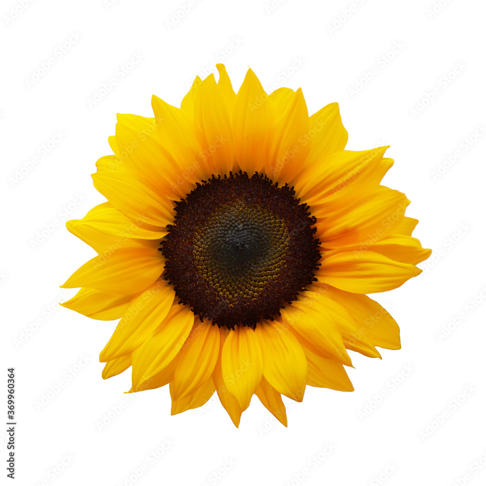 Fototapeta premium Sunflower isolated on white background