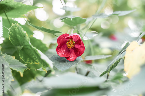 Flowering maple (abutilon) plant blooming with red flowers photo