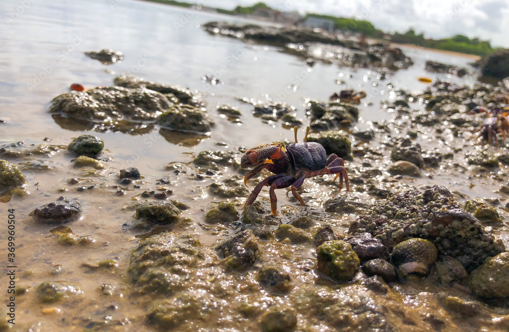 Fototapeta premium crab on the beach