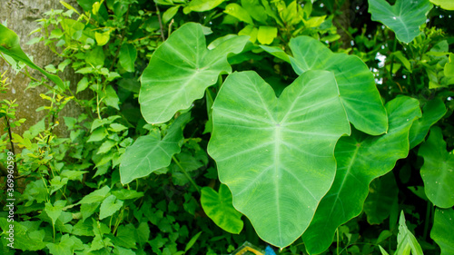 Tableau sur toile The picture of colocasia esculenta or taro
