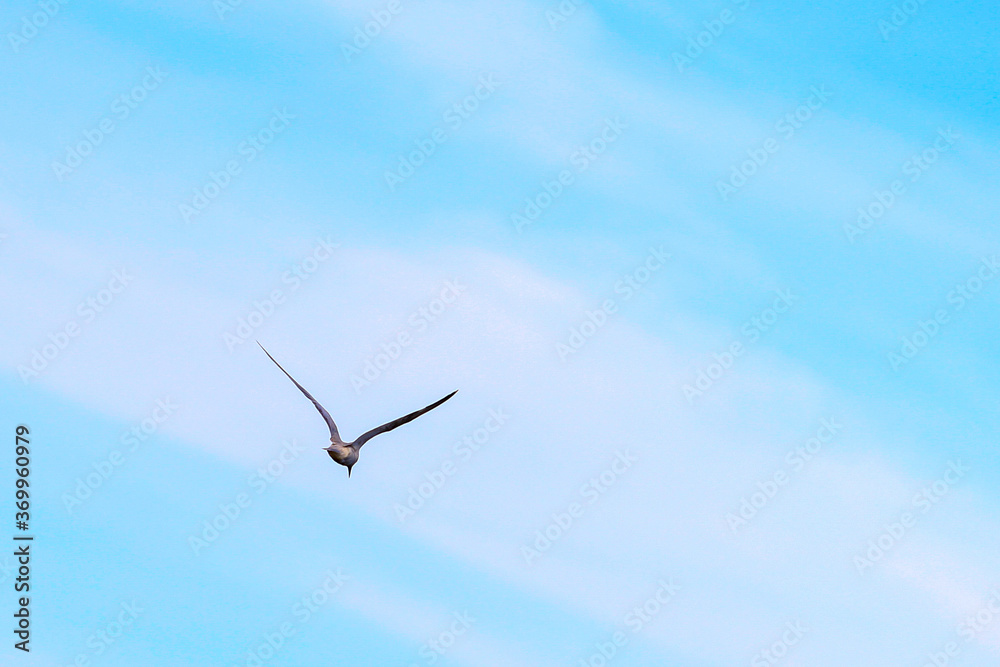 The bird flew its wings, flew in a beautiful sky The bird flew its wings, flew in a beautiful sky