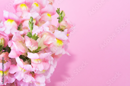 Bright summer flowers on a pink background. Place of text.