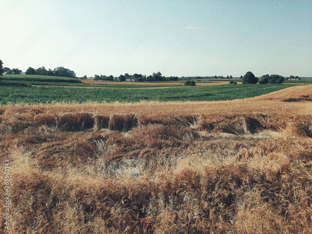 View of the ripe grain field before harvest