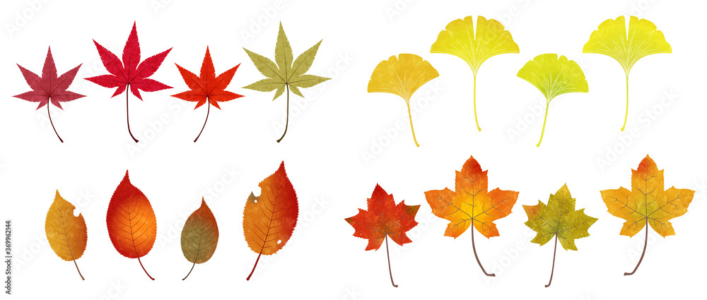 いろいろな秋の落ち葉のイラスト Stock Vector Adobe Stock