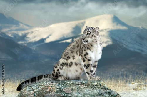 Fototapeta samoprzylepna Close up snow leopard portrait in mountain landscape