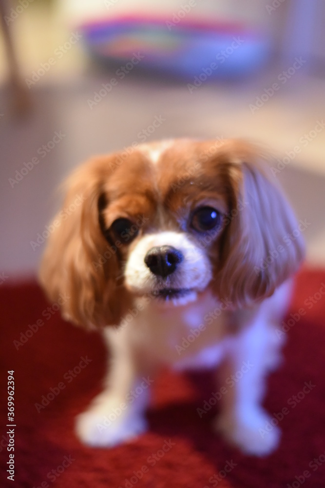 犬 キャバリアキングチャールズスパニエル Stock Photo Adobe Stock