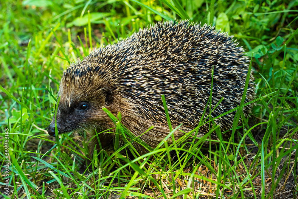 A wild hedgehog on a green meadow, European hedgehog on a green meadow A wild hedgehog on a green meadow, European hedgehog on a green meadow