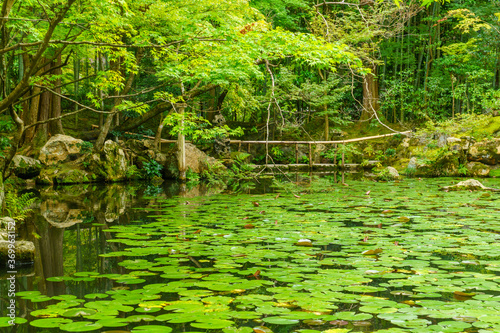 Japanese Garden of the Tenju-an Temple  Kyoto