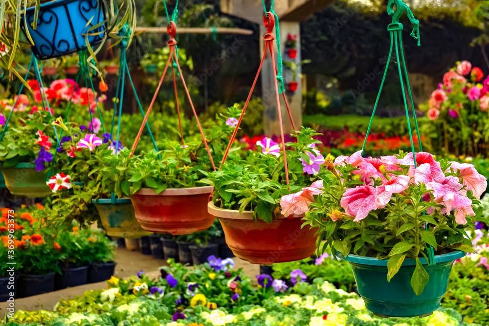 colorful flowers in pots