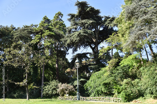 Grands conifères du parc Montsouris à Paris, France