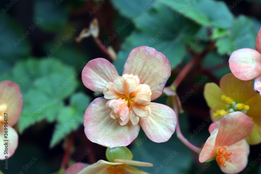 Fototapeta premium Beautiful orange flower in garden