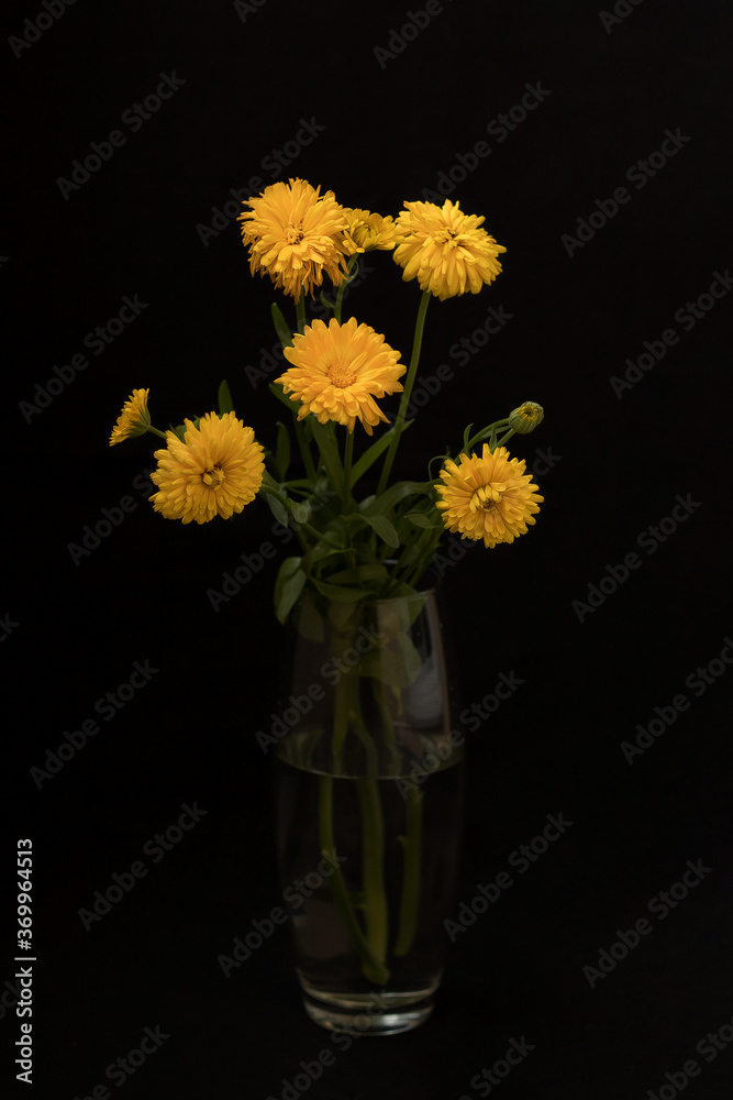 Flower in a vase on a black background Flower in a vase on a black background