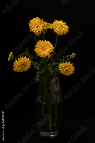 Flower in a vase on a black background
