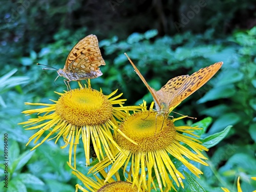 Brown butterflies (  The silver-washed fritillary Argynnis paphia ) on yellow oxeye flowers in the forest (Telekia speciosa  Schreb. Baumg. ) photo