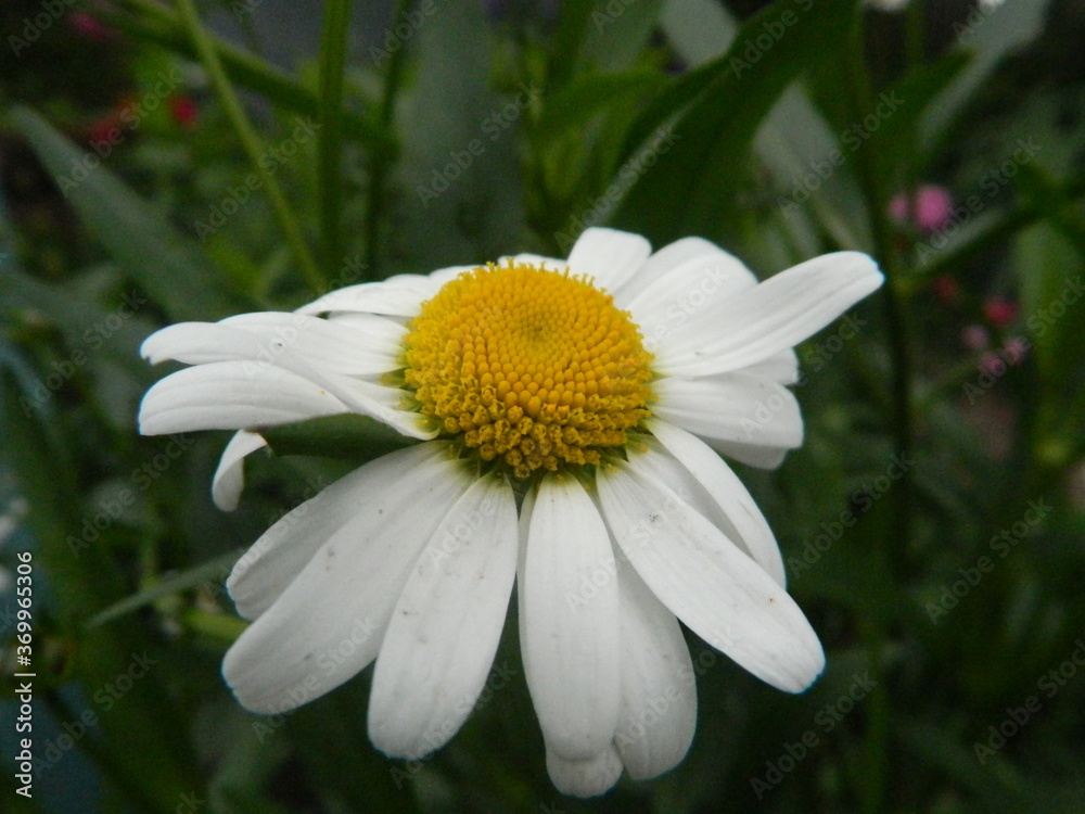 Obraz premium white daisy flower