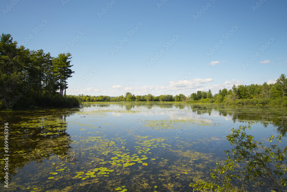 A beautiful lake with lily pads on a sunny day