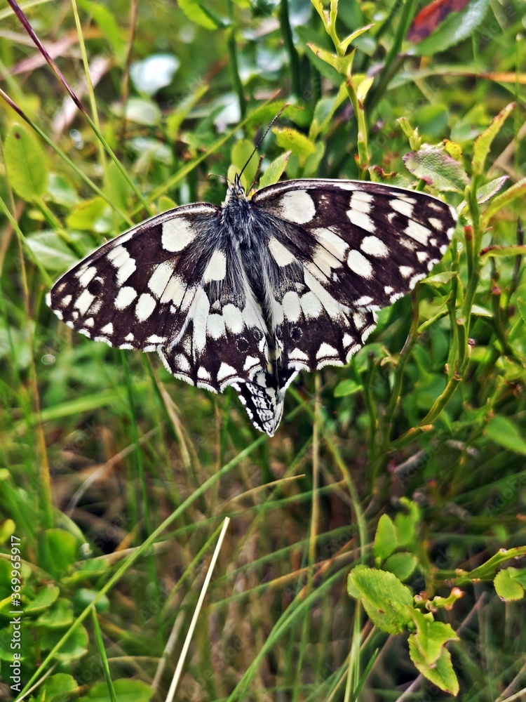 Naklejka premium Melanargia galathea, the marbled white butterfly in the grass