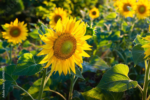 Yellow sunflower. Blooming sunflower plantation at sunset. Organic farming.