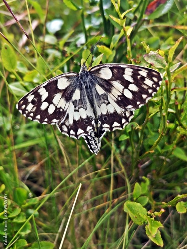 Melanargia galathea, the marbled white butterfly in the grass