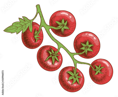 A tomato branch with six tomatoes and a leaf. Hand drawing in color in the style of engraving with shadow and glare. Isolated on a white background. Vector illustration.