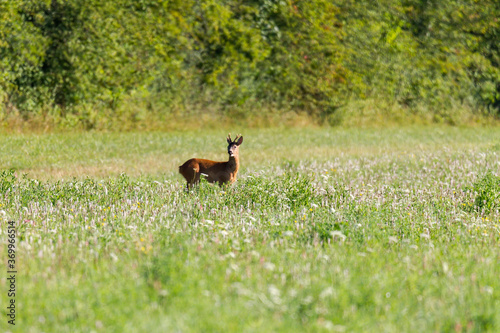 Young roe deer in a meadow