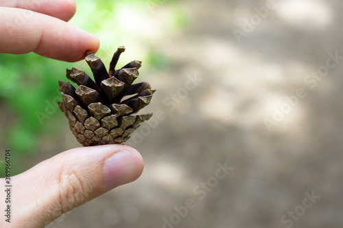 One pine cone in a man's hand against the background of a forest path.