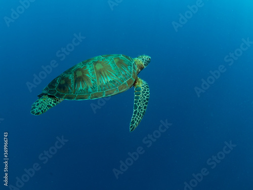 Turtle swimming in blue water of ocean. Philippines.