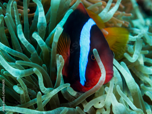 False clown anemone fish (Amphiprion ocellaris) peeking out of its anemone in Philippines.