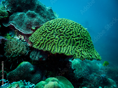 Fototapeta Naklejka Na Ścianę i Meble -  Colorful coral reef, underwater photo, Philippines