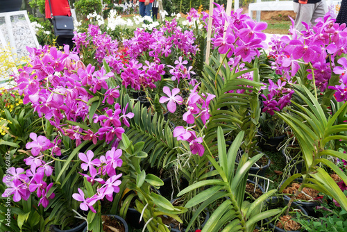 Fototapeta Naklejka Na Ścianę i Meble -  KUALA LUMPUR, MALAYSIA -DECEMBER 17, 2019: Colorful tropical & exotic orchids flower in plants nursery. Grown in a large group to form a beautiful garden.  
