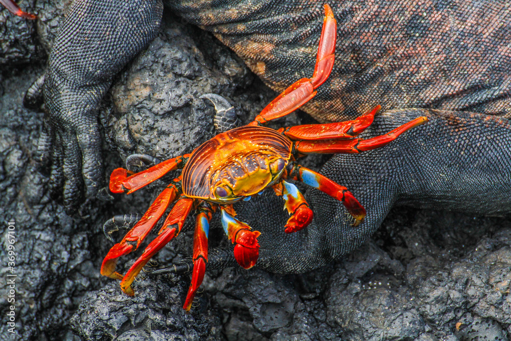 Red crab crawling on marine iguana at Galapagos Islands, Ecuador