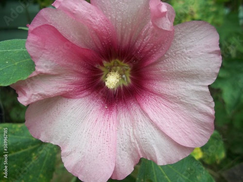 pink  flower