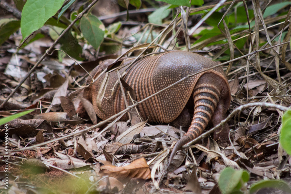 Brazilian armadillo Brazilian armadillo