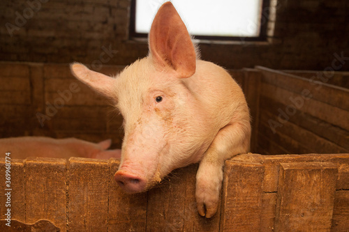 Big funny pig at the farm