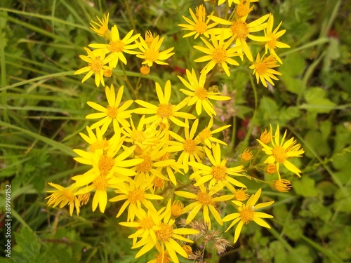 yellow flower bouquet