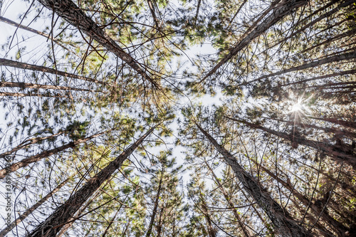 Looking up in a pine forest
