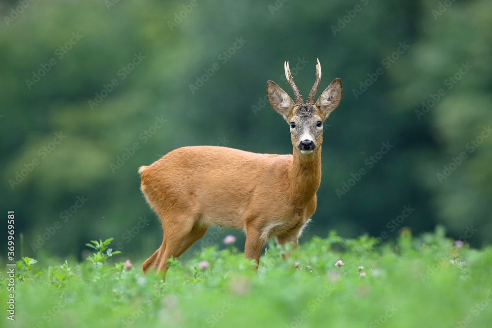 Roe deer, capreolus capreolus, buck standing on meadow in summertime nature. Roebuck looking to the camera on wildflowers. Wild brown mammal Watching on grass. Roe deer, capreolus capreolus, buck standing on meadow in summertime nature. Roebuck looking to the camera on wildflowers. Wild brown mammal Watching on grass.