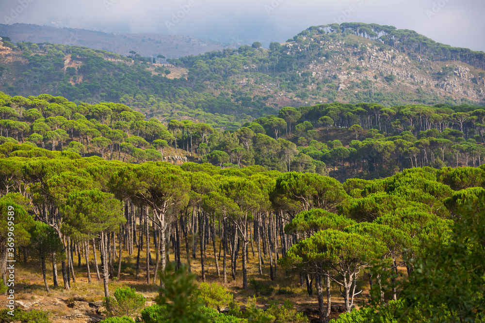 Lebanese mountains covered with stone pine forests. Beautiful conifers in Lebanon. Bright juicy green crowns. Southern mediterranean flora