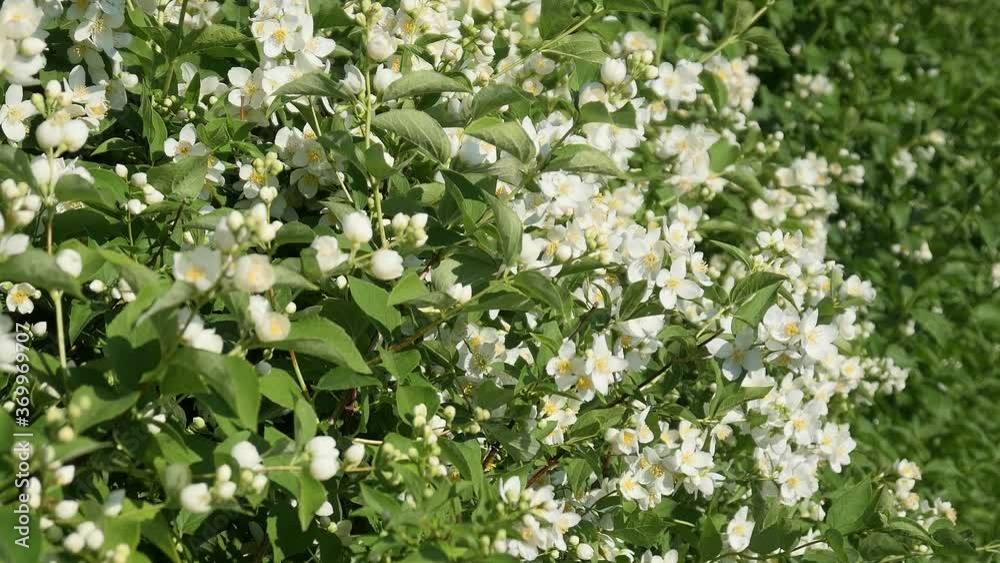 Jasmine blooms_01 Jasmine blooms_01
