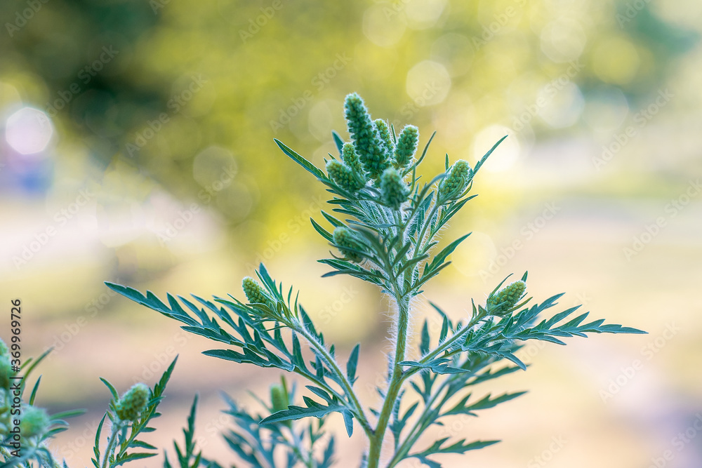 Fototapeta premium Ragweed bushes. Ambrosia artemisiifolia causing .allergic sneezing. Selective soft focus.