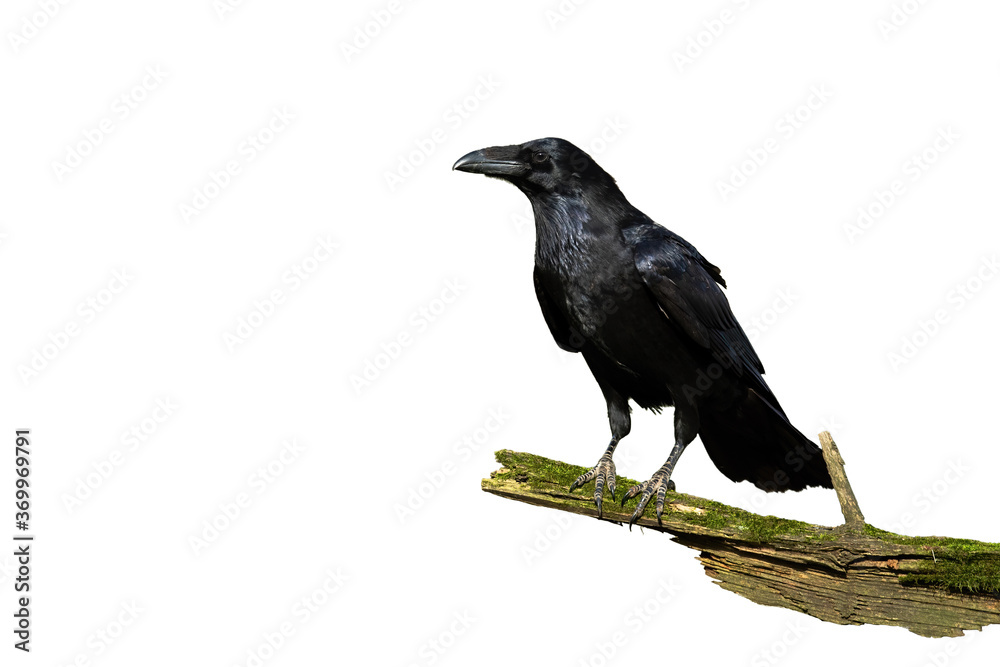 Alert common raven, corvus corax, sitting on a bough covered in green moss isolated on white. Wild bird with black plumage and massive beak perching on a branch cut out on blank.