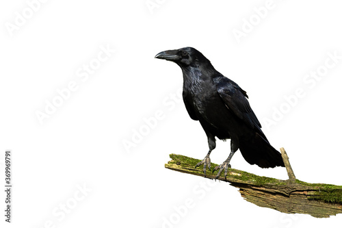 Obraz na płótnie Alert common raven, corvus corax, sitting on a bough covered in green moss isolated on white. Wild bird with black plumage and massive beak perching on a branch cut out on blank. w salonie