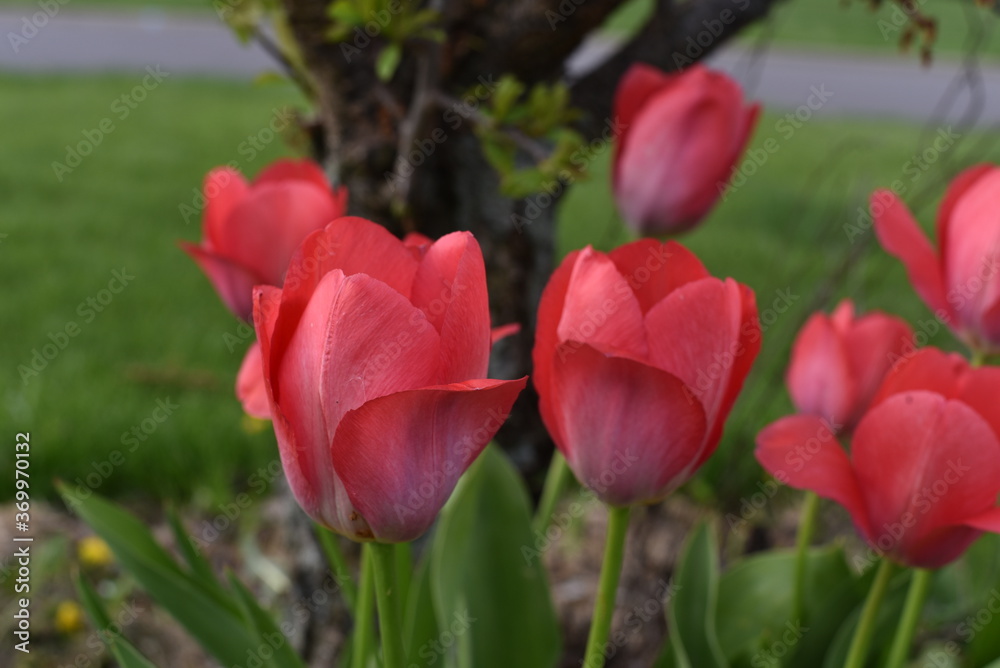 Naklejka premium Red Tulips