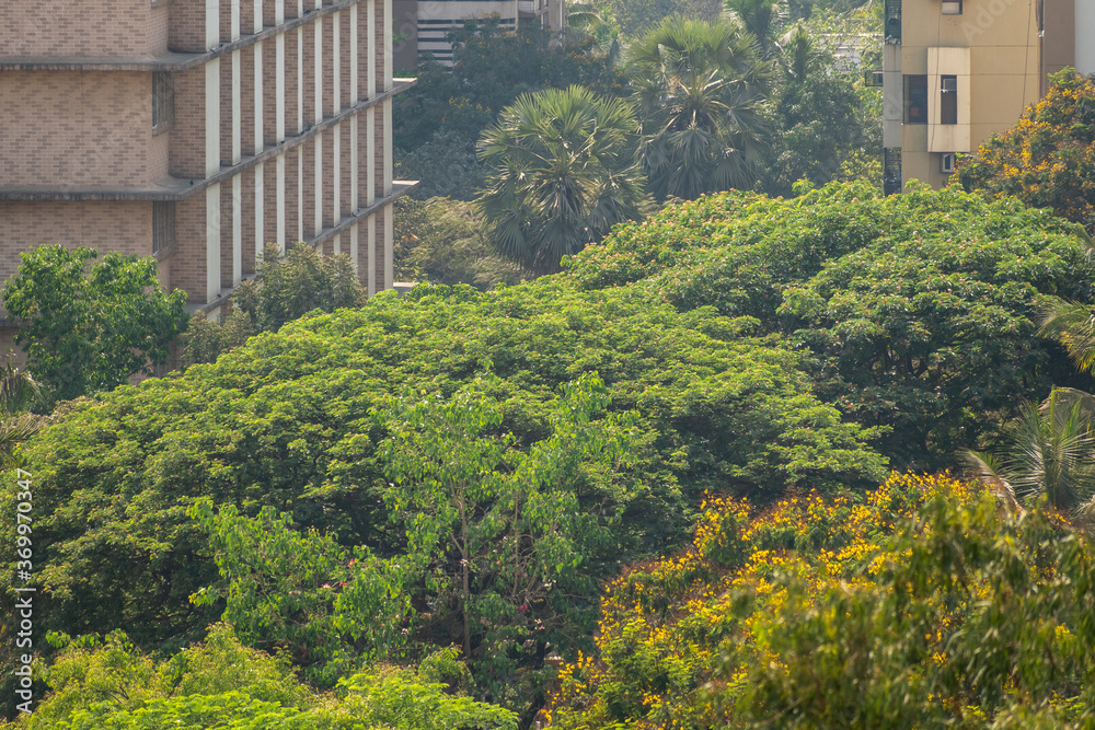 An aerial view of a dense canopy of green trees in a residential neighbourhood in suburban Mumbai.