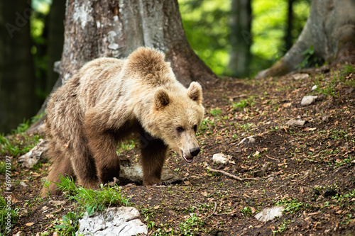 Young brown bear, ursus arctos, walking in forest in summer nature. furry mammal sniffing ground in woodland. Wild huge predator going in wilderness.