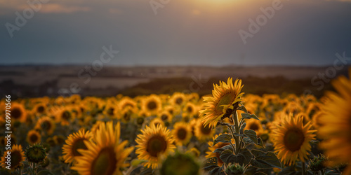 glowing sunflower on the right in the sunflower field with dark sky during sunset