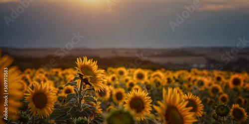 glowing sunflower on the left in the sunflower field with dark sky during sunset